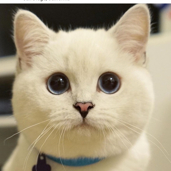 Meet your Posher, Radostina - Picture 1 of 1